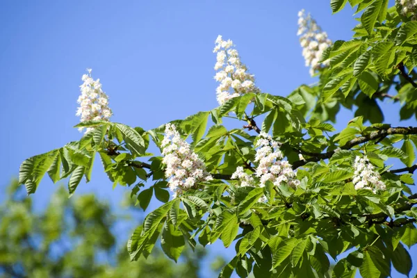 Flowers of a tree a chestnut — Stock Photo, Image
