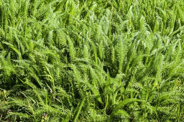 Achillea millefolia bahar vuruyor ve genç bir bitki yaprakları.