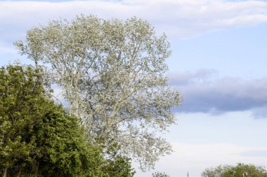 Simli kavak ve diğer ağaçlar gökyüzü manzara.