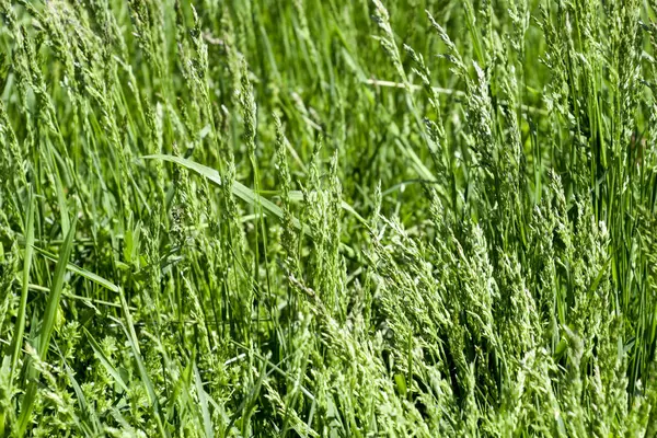 잔디밭에 잔디. 일반 잔디 잔디입니다. Haymaking 잔디. — 스톡 사진