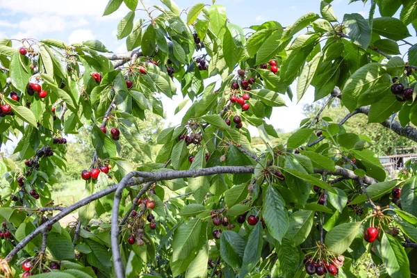 Zralé sladké cherry. — Stock fotografie