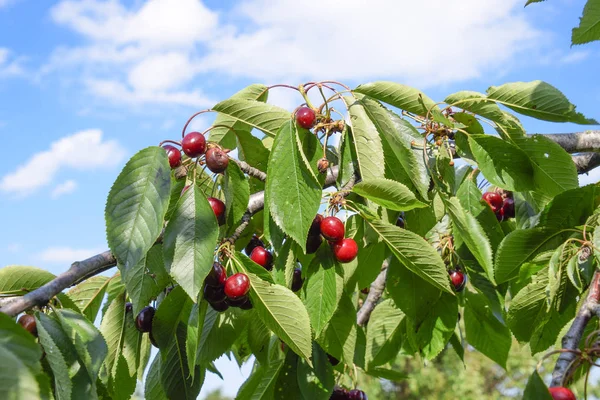 Zralé sladké cherry. — Stock fotografie