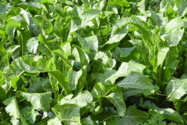 Bitki horseradish. Baharatlı bitki bahçesinde. At-turp bahçede yaygındır.