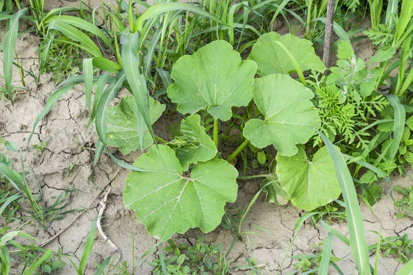 Foglie di una zucca. Il raccolto di melone . — Foto Stock