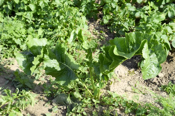 Plant horseradish. Spicy plant in the garden. Horse-radish is common in the garden. — Stock Photo, Image