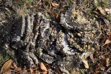 Hornets yuva yok. Petek hor yüzeyinde çizilen