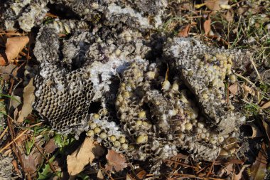 Hornets yuva yok. Petek hor yüzeyinde çizilen