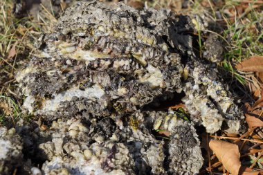 Hornets yuva yok. Petek hor yüzeyinde çizilen