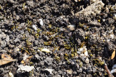 Hornets yuva yok. Petek hor yüzeyinde çizilen