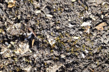 Hornets yuva yok. Petek hor yüzeyinde çizilen