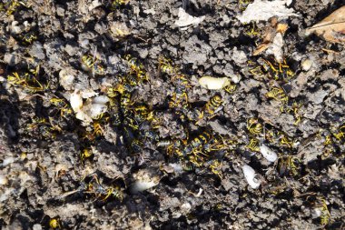 Hornets yuva yok. Petek hor yüzeyinde çizilen