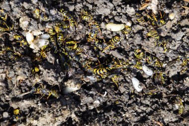 Hornets yuva yok. Petek hor yüzeyinde çizilen