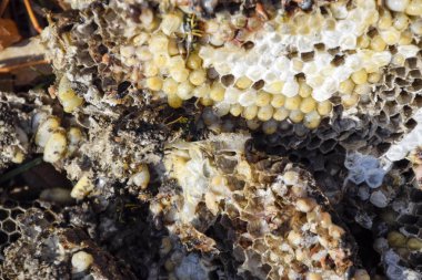 Hornets yuva yok. Bir petek hornets yuva yüzey üzerinde çizilmiş. Larva ve pupa eşekarısı. Vespula vulgaris