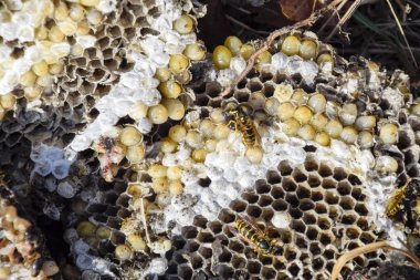 Hornets yuva yok. Bir petek hornets yuva yüzey üzerinde çizilmiş. Larva ve pupa eşekarısı. Vespula vulgaris