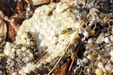 Hornets yuva yok. Bir petek hornets yuva yüzey üzerinde çizilmiş. Larva ve pupa eşekarısı. Vespula vulgaris