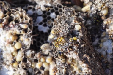 Hornets yuva yok. Bir petek hornets yuva yüzey üzerinde çizilmiş. Larva ve pupa eşekarısı. Vespula vulgaris