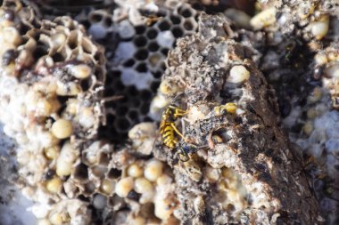 Hornets yuva yok. Bir petek hornets yuva yüzey üzerinde çizilmiş. Larva ve pupa eşekarısı. Vespula vulgaris