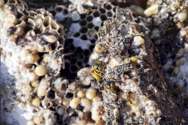 Los avispones destruidos anidan. Dibujado en la superficie de un nido de abeja avispones nido. Larvas y pupas de avispas. Vespula vulgaris — Foto de Stock