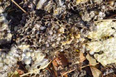 Hornets yuva yok. Bir petek hornets yuva yüzey üzerinde çizilmiş. Larva ve pupa eşekarısı. Vespula vulgaris