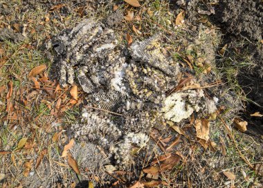 Hornets yuva yok. Bir petek hornets yuva yüzey üzerinde çizilmiş. Larva ve pupa eşekarısı. Vespula vulgaris