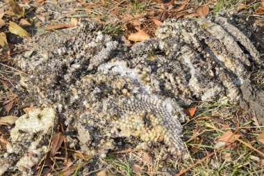 Hornets yuva yok. Bir petek hornets yuva yüzey üzerinde çizilmiş. Larva ve pupa eşekarısı. Vespula vulgaris
