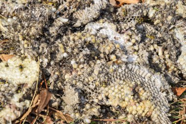 Hornets yuva yok. Bir petek hornets yuva yüzey üzerinde çizilmiş. Larva ve pupa eşekarısı. Vespula vulgaris