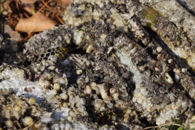 Hornets yuva yok. Bir petek hornets yuva yüzey üzerinde çizilmiş. Larva ve pupa eşekarısı. Vespula vulgaris
