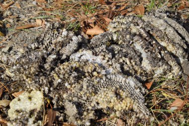 Hornets yuva yok. Bir petek hornets yuva yüzey üzerinde çizilmiş. Larva ve pupa eşekarısı. Vespula vulgaris