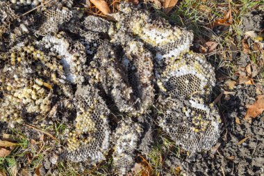 Hornets yuva yok. Bir petek hornets yuva yüzey üzerinde çizilmiş. Larva ve pupa eşekarısı. Vespula vulgaris