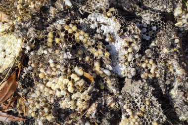 Hornets yuva yok. Bir petek hornets yuva yüzey üzerinde çizilmiş. Larva ve pupa eşekarısı. Vespula vulgaris