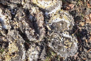 Hornets yuva yok. Bir petek hornets yuva yüzey üzerinde çizilmiş. Larva ve pupa eşekarısı. Vespula vulgaris