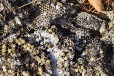 Hornets yuva yok. Bir petek hornets yuva yüzey üzerinde çizilmiş. Larva ve pupa eşekarısı. Vespula vulgaris