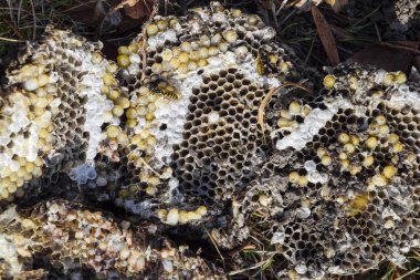Hornets yuva yok. Bir petek hornets yuva yüzey üzerinde çizilmiş. Larva ve pupa eşekarısı. Vespula vulgaris