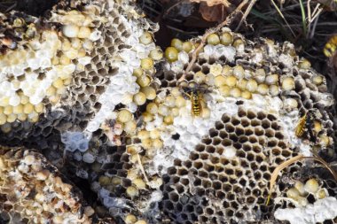 Hornets yuva yok. Bir petek hornets yuva yüzey üzerinde çizilmiş. Larva ve pupa eşekarısı. Vespula vulgaris