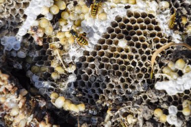 Hornets yuva yok. Bir petek hornets yuva yüzey üzerinde çizilmiş. Larva ve pupa eşekarısı. Vespula vulgaris