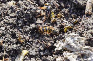 Hornets yuva yok. Bir petek hornets yuva yüzey üzerinde çizilmiş. Larva ve pupa eşekarısı. Vespula vulgaris