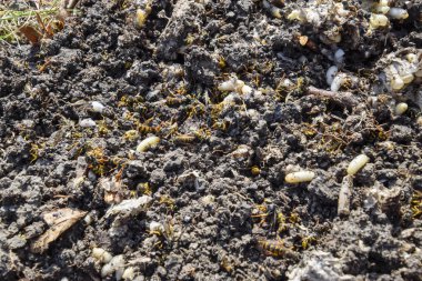 Hornets yuva yok. Bir petek hornets yuva yüzey üzerinde çizilmiş. Larva ve pupa eşekarısı. Vespula vulgaris
