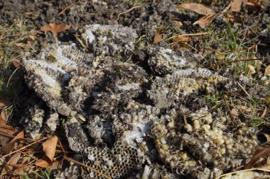 Hornets yuva yok. Bir petek hornets yuva yüzey üzerinde çizilmiş. Larva ve pupa eşekarısı. Vespula vulgaris