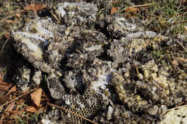 Hornets yuva yok. Bir petek hornets yuva yüzey üzerinde çizilmiş. Larva ve pupa eşekarısı. Vespula vulgaris