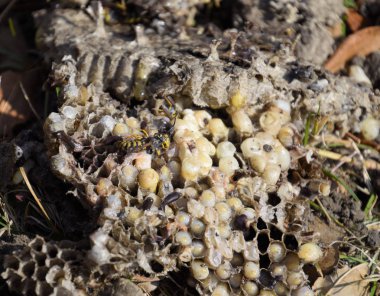 Vespula vulgaris. Hornets yuvası yok.