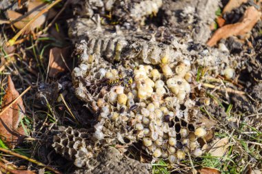 Vespula vulgaris. Yok edilen eşekarısı yuvası.