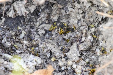 Vespula vulgaris. Hornets yuvası yok.