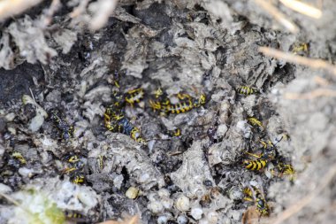 Vespula vulgaris. Hornets yuvası yok.