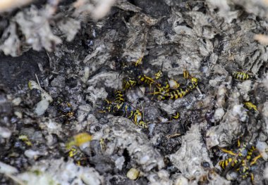 Vespula vulgaris. Yok edilen eşekarısı yuvası.
