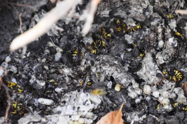 Vespula vulgaris. Hornets yuvası yok.