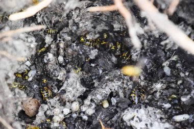 Vespula vulgaris. Yok edilen eşekarısı yuvası.