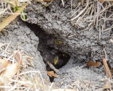 Wasps fly into their nest. Mink with an aspen nest. Underground  clipart