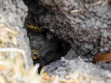 Yaban arıları kendi yuvaya sinek. Vizon ile kavak bir yuva. Underground 