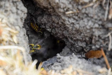 Yaban arıları kendi yuvaya sinek. Vizon ile kavak bir yuva. Underground 