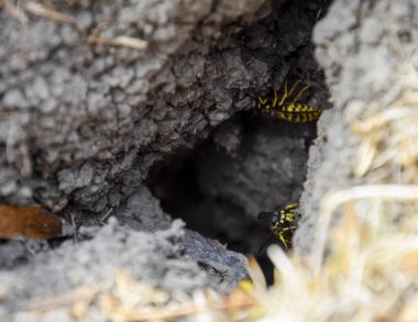 Yaban arıları kendi yuvaya sinek. Vizon ile kavak bir yuva. Underground 